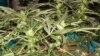 家庭盆栽大麻