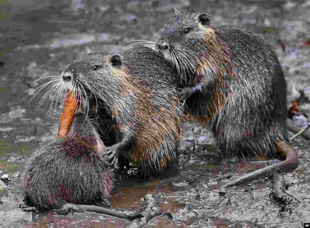 Nutrias fight for a carrot in the mud in a park in Frankfurt, Germany.