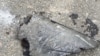 Фото: уламок БПЛА, який українська влада ідентифікувала як уламок дрона Shahed-136. Фото ЗСУ через Reuters