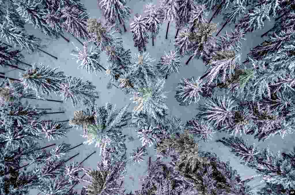 Snow covered fir trees are pictured in a forest of the Taunus region near Frankfurt, Germany.