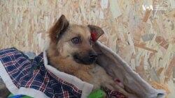 Міжнародні волонтери допомагають боротись зі сказом в Україні. Відео