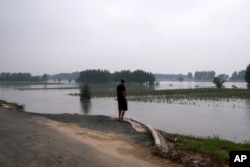 中国河北廊坊一位村民看着被洪水淹没的庄稼。（2023年8月2日）
