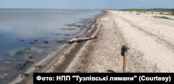 Тіло загиблого дельфіна на березі Чорного моря