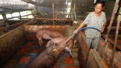 ព័ត៌មាន​ពេល​យប់ ៣១ សីហា៖ កសិករ​​ចិញ្ចឹម​ជ្រូក​​បារម្ភ​អំពីការក្ស័យ​ធន ខណៈ​តម្លៃ​ជ្រូក​លក់​ចេញ​កាន់តែ​ចុះ​ថោក