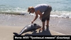 Тіло загиблого дельфіна на березі Чорного моря