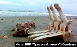 Кістки загиблих тварин на узбережжі Чорного моря
