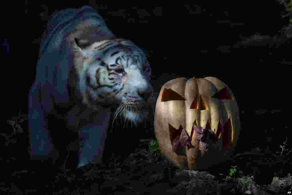 A White Bengal tiger approaches a pumpkin stuffed with meat at Rome's Zoo, Italy.