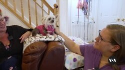 VOA英语视频：老有所养——马里兰居民经办非营利组织拯救暮年犬 