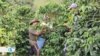 Pequeños caficultores colombianos crecen de la mano de un veterano de guerra estadounidense 
