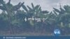 မြန်မာနဲ့ တစ်သျှူးငှက်ပျော  