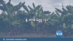 မြန်မာနဲ့ တစ်သျှူးငှက်ပျော  