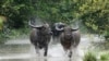 FILE - Wild buffalos run through flood waters in the Pobitora Wildlife Sanctuary, some 55 kms from Guwahati, the capital city of the northeastern state of Assam on June 28, 2012.