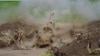 Використання українськими військовиками гаубиці M777, наданої США, 13 травня 2022. Фото, опубліковане Міноборони України у Twitter