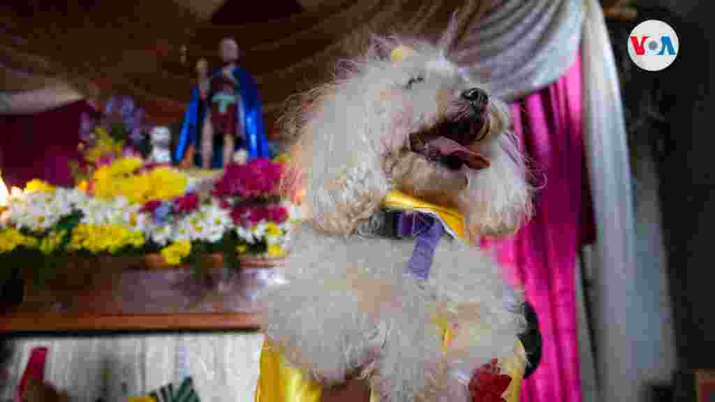 Los pobladores del barrio indígena de Monimbó, en Masaya, llevan sus mascotas ante San Larazo.