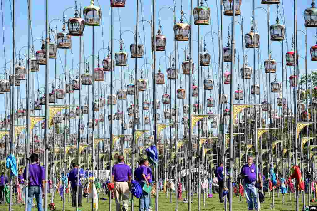 Birds sit in cages during a bird singing competition in Thailand's southern province of Narathiwat. Some 1,500 birds from Thailand, Malaysia and Singapore were entered in the annual contest. 