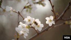 玉渊潭中盛放的樱花 (曾谙 摄于 2016年3月21日)
