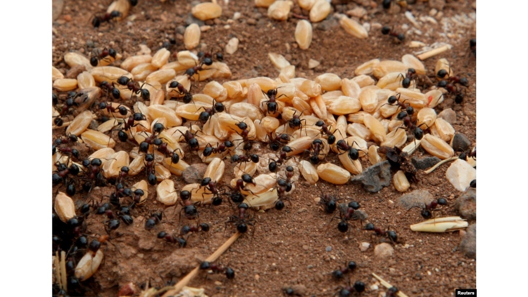 Ants carry grains of wheat in a field in Assanamein area, south of Damascus, on August 20, 2009. (REUTERS/Khaled al-Hariri)