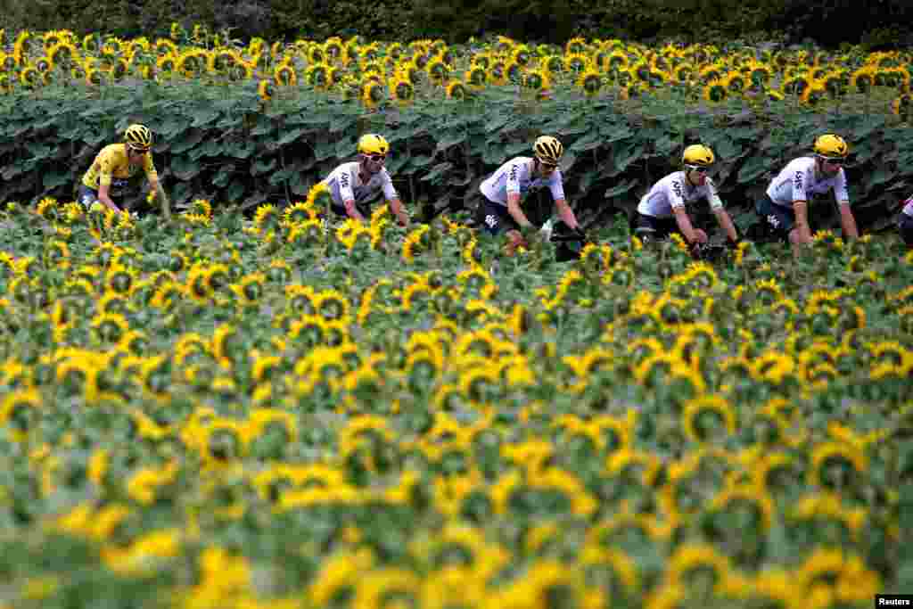 法国自行车比赛选手穿越向日葵田地（7月11日）