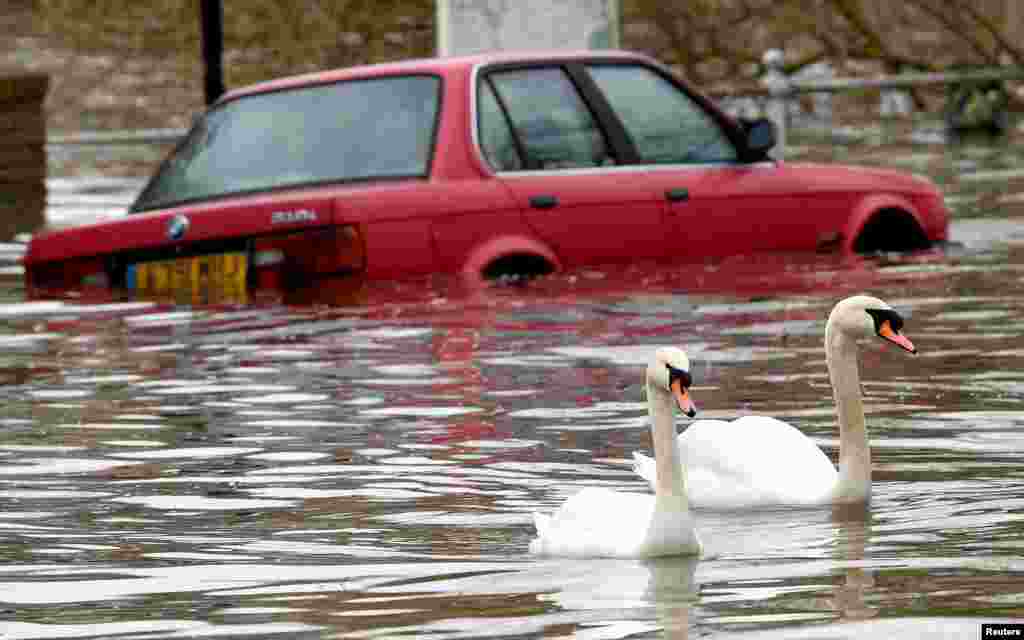 Swans swim past a car submerged under flood water on a residential street in Richmond, west London, Britain.