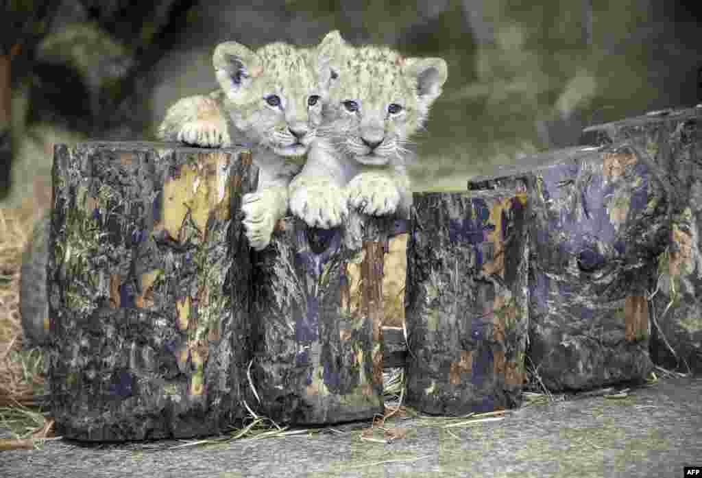 Two two-month-old lions cubs sit in their enclosure at the Zoo in Saint-Petersburg, Germany.