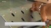 军犬通过训练可以帮助识别新冠病毒感染者吗？