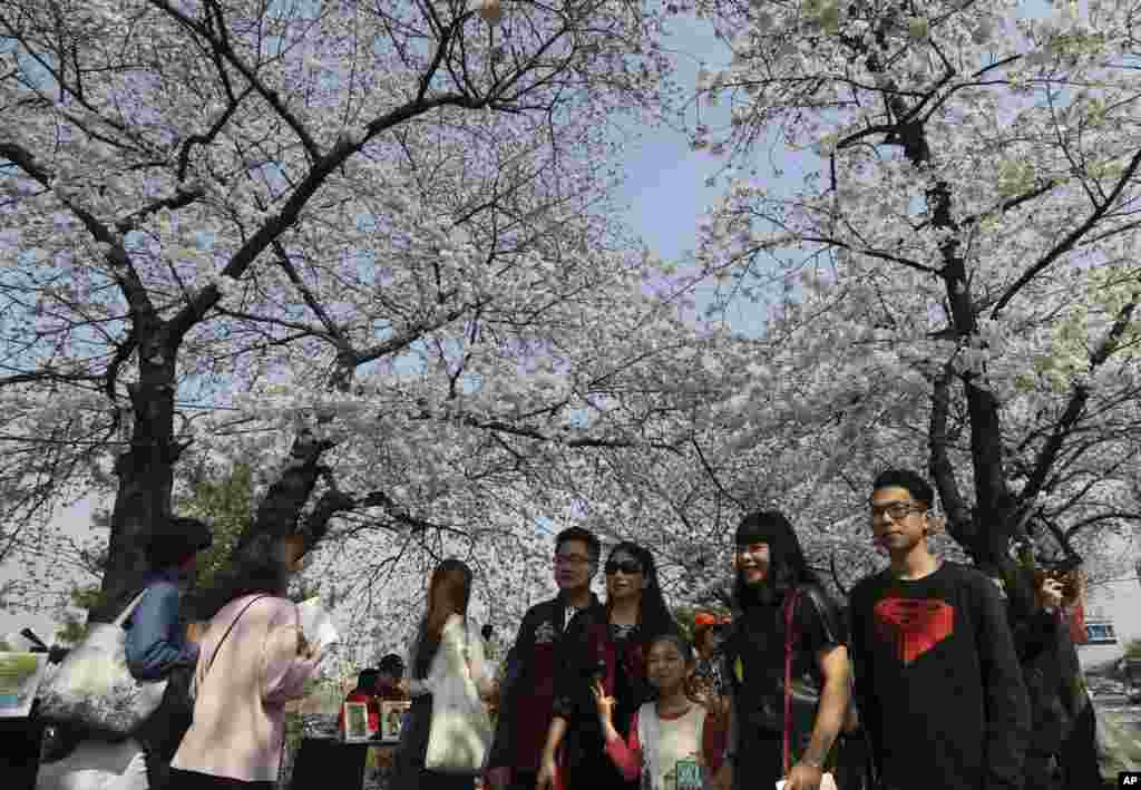 2017年4月7日,在韩国首尔,人们在樱花树下合照。韩国有树木学家说:“朝鲜半岛上多数樱花树都是土生土长的,起源于济州岛上的野樱树。” 但是另一方面, 1945年日本战败后,朝鲜半岛部分地区出现“砍掉樱花树”的民间活动,以清除日军印记。这说明当初有些人认为樱花树来自日本。