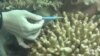 面对海洋暖化 美科学家增强珊瑚适应力