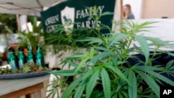 加州大麻合法化 门市络绎不绝