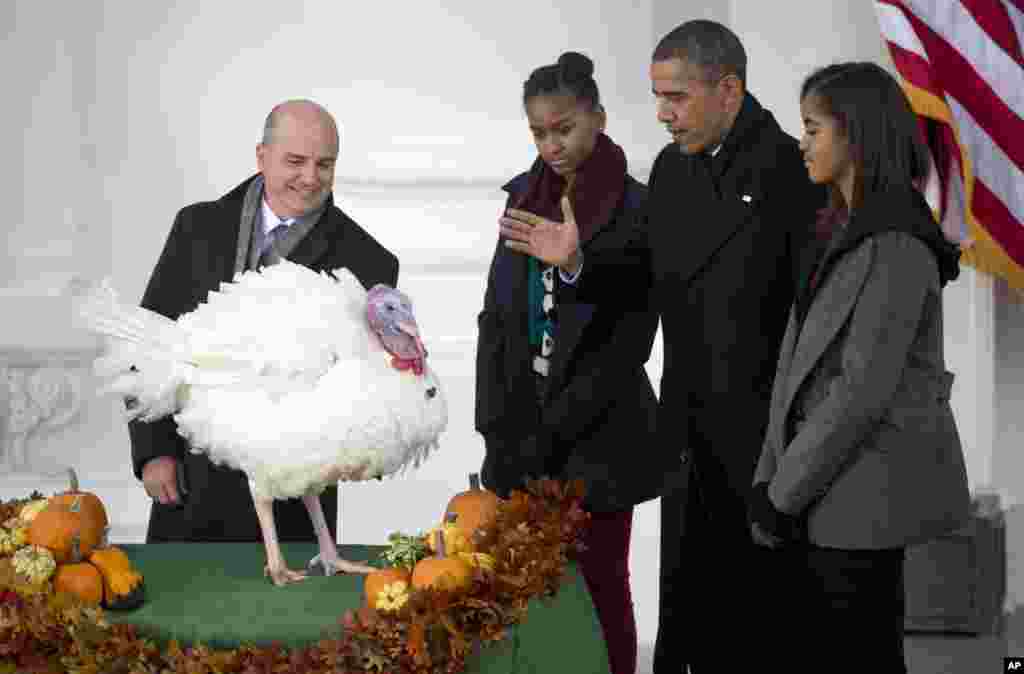 Tổng thống Barack Obama với con gái Sasha và Malia tiếp nối truyền thống “ân xá gà tây” của ngày Lễ Tạ Ơn. Con gà tên Popcorn này sẽ không bị làm thịt đưa lên bàn ăn của Tổng thống, Tòa Bạch Ốc, ngày 27 tháng 11, 2013.
