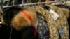 Заборона продажу виробів з хутра тварин у Каліфорнії: що кажуть захисники тварин та противники закону. Відео