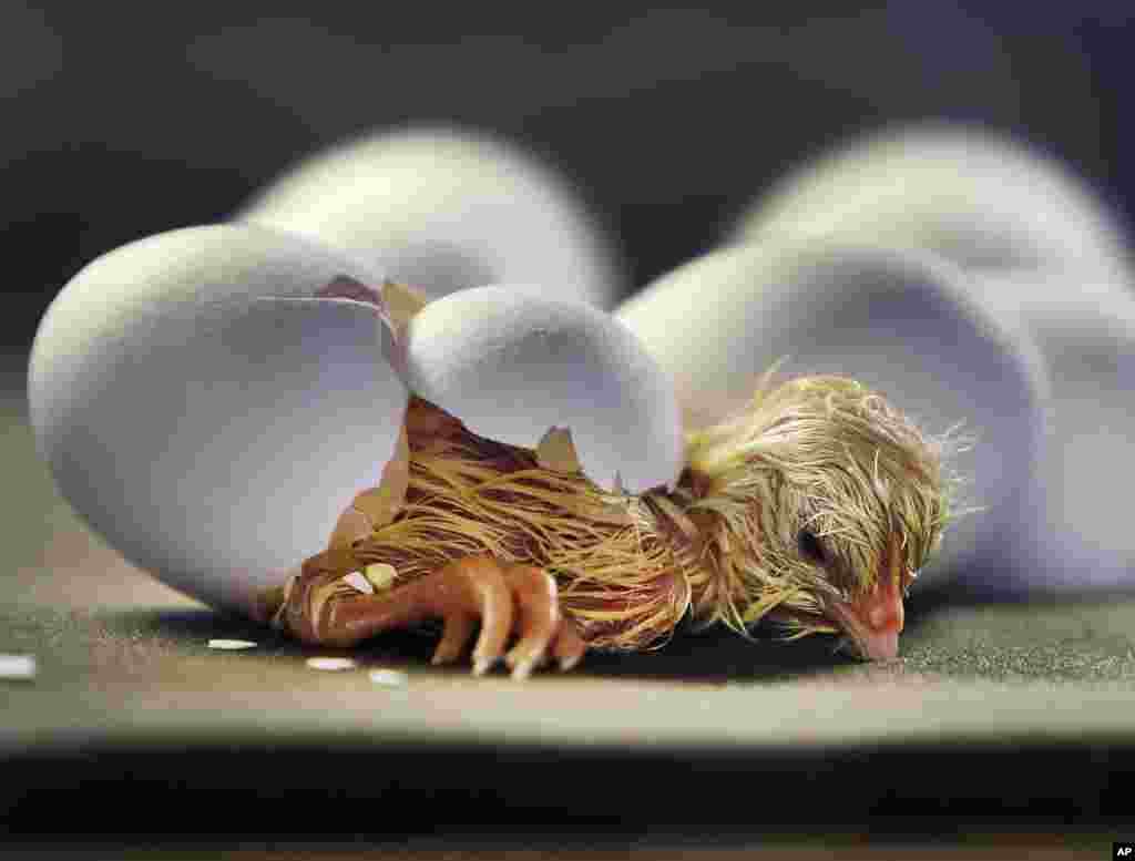 A chick is seen hatching from its egg in the zoo in Frankfurt, Germany.