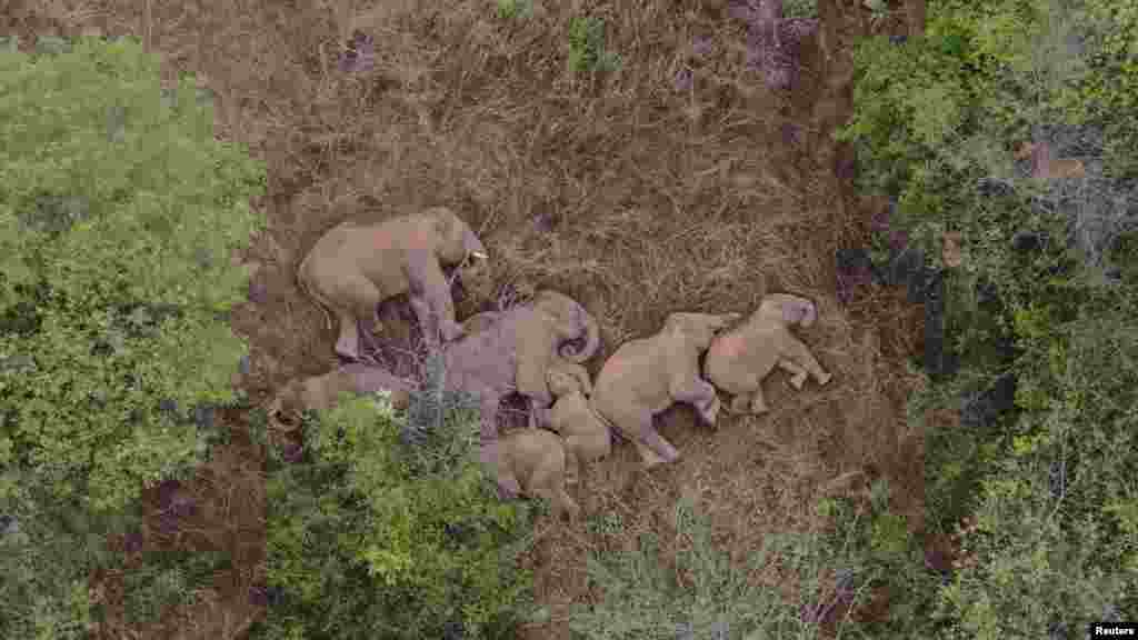Wild Asian elephants rest in Jinning district of Kunming, Yunnan province, China. A herd of 15 wild elephants has trekked hundreds of kilometers after leaving their forest habitat in Xishuangbanna National Nature Reserve, according to local media. (Credit: China Daily)