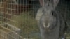 Africa’s New White Meat: Rabbit