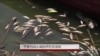 干旱与战火威胁伊拉克湿地