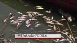 干旱与战火威胁伊拉克湿地