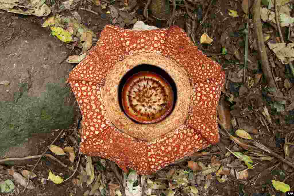 Seven-petal giant flower "Rafflesia arnoldii" is seen in full bloom in Padang Guci, Bengkulu on Indonesia's Sumatra island. The flower, named after British stateman Stamford Raffles and a British botanist Joseph Arnold, is a rare cabbage-like flower which normally has five flower petals, found mostly in the Sumatran rain forest.