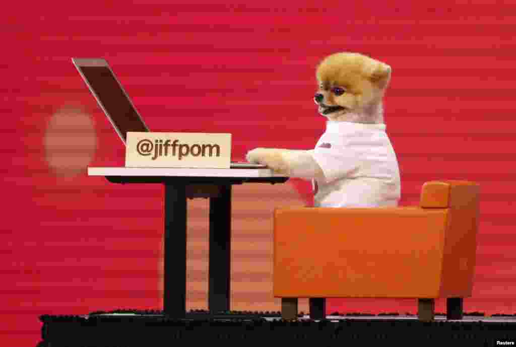 Internet celebrity dog @jiffpom is wheeled on stage during a presentation at Facebook Inc's annual F8 developers conference in San Jose, California, May 1, 2018.