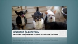 Вікно в Америку. Як крихітна Чихуахуа врятувала велетня
