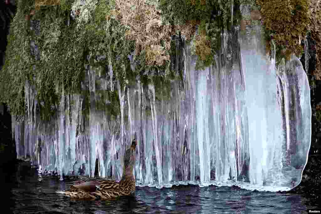 A duck swims near icicles at a pond in Bern, Switzerland.