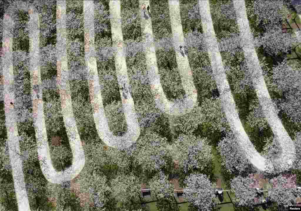 People walk at the Taihaku Cherry Orchard at the Alnwick Gardens, which has the largest collection of Taihaku in the world, comprising of 329 trees, in Alnwick, Northumberland, Britain.