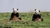 两只大熊猫在中国四川省的一个大熊猫保护和研究中心
