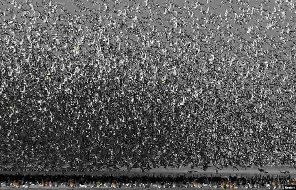 Thousands of wading birds fly onto dry sandbanks during the month's highest tide at The Wash estuary, near Snettisham in Norfolk, Britain, Oct. 10, 2017.