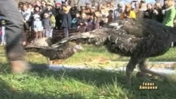 Індик як гість, а не їжа на Дні Подяки