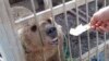 As a U.S.-backed offensive to drive IS from Mosul intensified in recent weeks, the owner of the Murur Park Zoo fled and abandoned the animals, neighbors told VOA. (Credit: Kurdistan Organization of Animal Rights Protection)