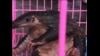 国际社会协同作战保护野生动物