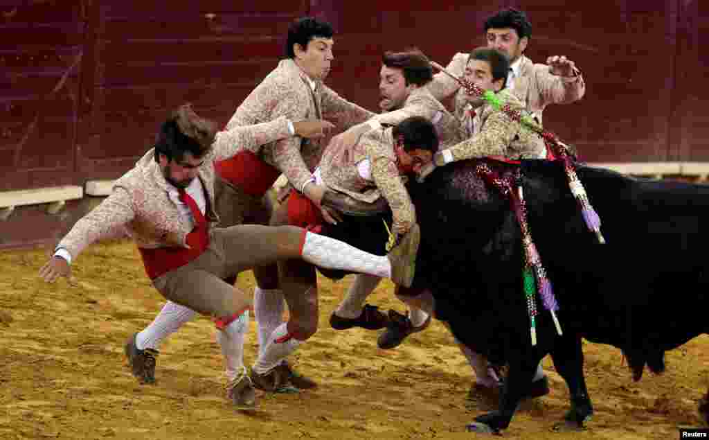 Members of Coruche forcados group perform during a bullfight at Campo Pequeno bullring in Lisbon, Portugal.