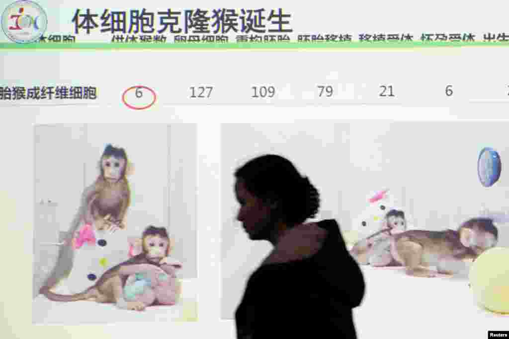 上海中国科学院神经科学研究所召开记者会展示克隆猴中中和华华。(2018年1月25日)
