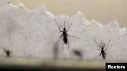 Virus Zika được cho là lây truyền qua muỗi.