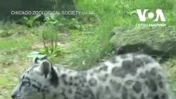Дитинча снігового барса у зоопарку у штаті Іллінойс. Відео