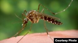 蚊子可能携带寨卡病毒（CDC image)